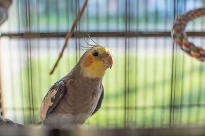 Close-up of sparrow perching in cage