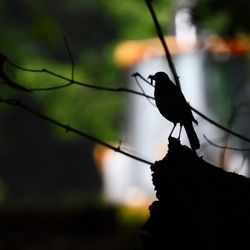 Silhouette bird perching on a branch