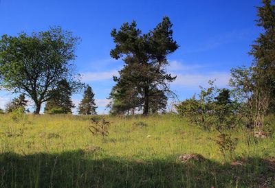 Trees on field against sky