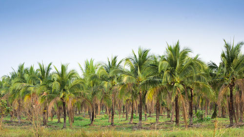 Trees on field against clear sky