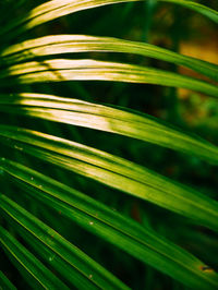 Close-up of palm leaves