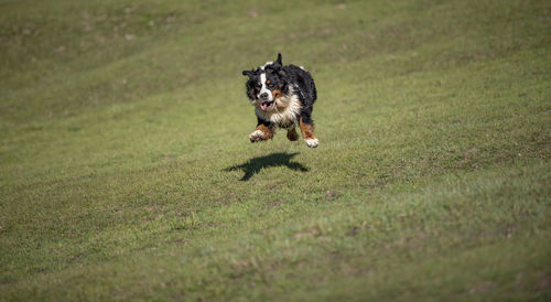 Dog running on grass