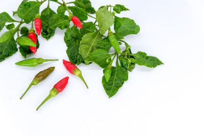 High angle view of leaves and vegetables on white background