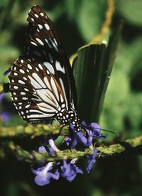 Close-up of butterfly pollinating on flower