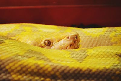 Close-up of a lizard