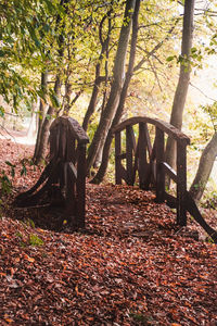 Trees in forest during autumn