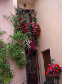 Potted plants in pot