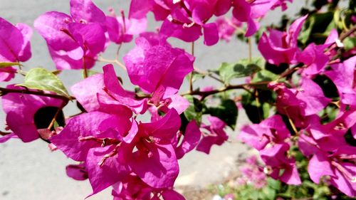 Close-up of pink flower