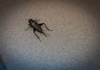 High angle view of insect on wall