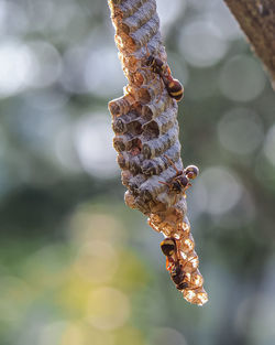 Close-up of plant