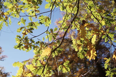 Low angle view of flowering tree against sky