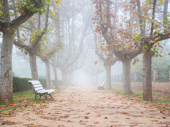 Empty park bench by trees during autumn