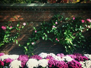 Flowers growing in greenhouse