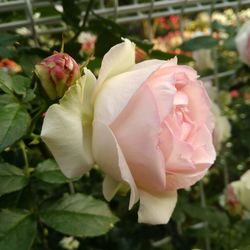 Close-up of pink rose