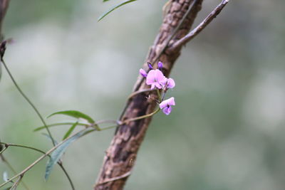 Close-up of flower growing on tree