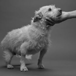 Dog looking away while standing against black background