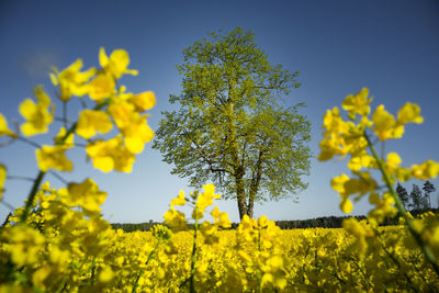 A beautiful summer morning landscape with a blooming yellow canola field. rapeseed blossoming.