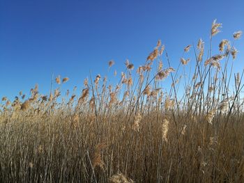 Plants against clear blue sky