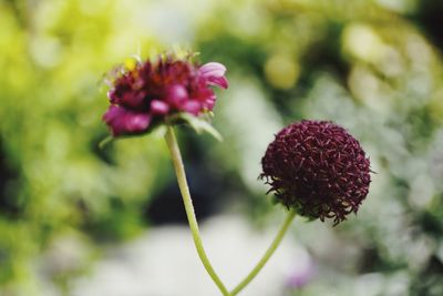 Close-up of pink flowering plant