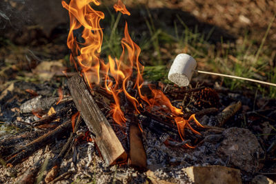 Close-up of firewood