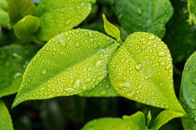 Close-up of wet leaves