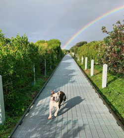 Dog running down pathway with rainbow