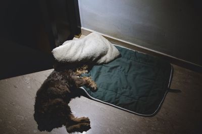 High angle view of dog resting