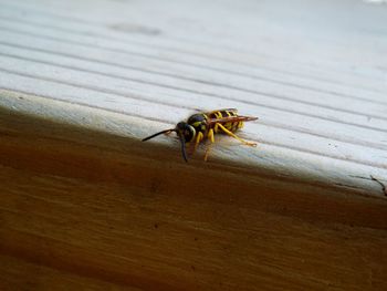 Close-up of insect on wood