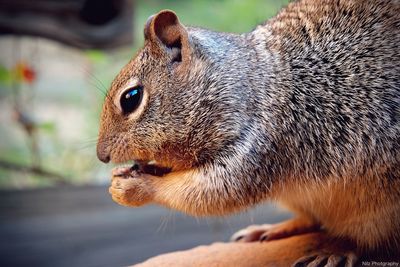 Close-up of squirrel