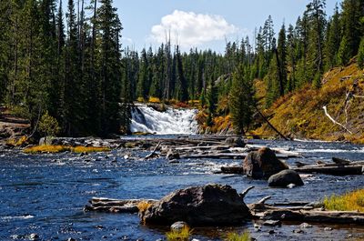 Scenic view of river stream in forest against sky