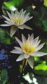 Close-up of white flower with water lily