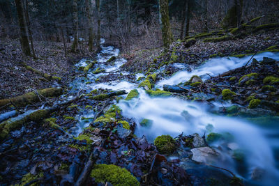 Scenic view of river stream in forest