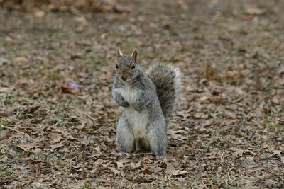 Squirrel sitting on ground