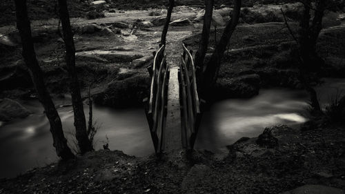 Scenic view of river amidst trees in forest