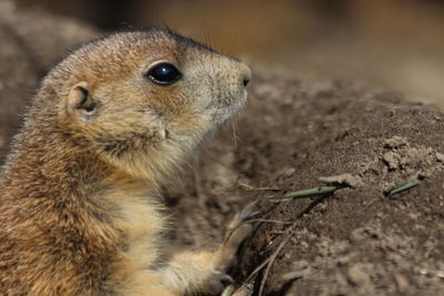 Close-up of squirrel