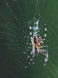 Close-up of spider on web