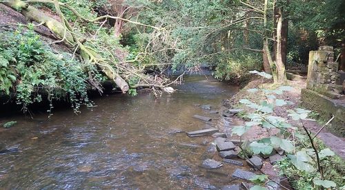 Plants growing by river in forest