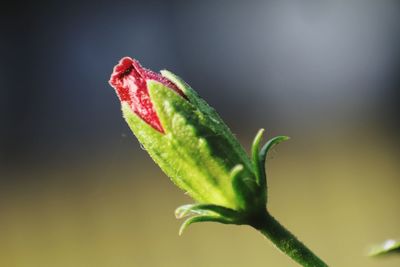 Close-up of plant at night
