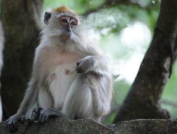 Monkey sitting by tree