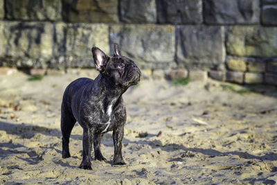 Dog standing outdoors