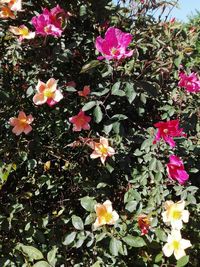 Close-up of pink flowering plants in park