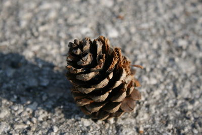 Close-up of pine cone on field
