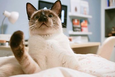 Close-up of birman relaxing on bed at home