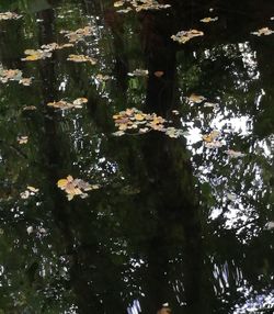 Scenic view of tree by plants