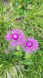 Close-up of purple flowering plants on field