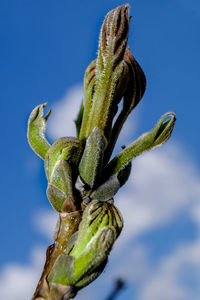 Close-up of lizard on plant against sky