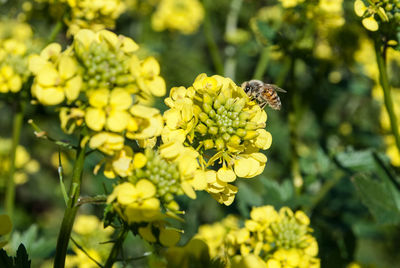 Close-up of bee on yellow flower