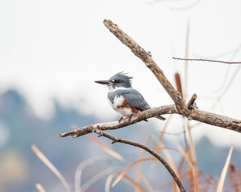 Close-up of bird perching on branch