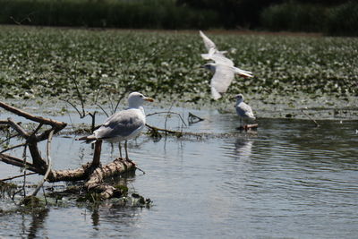 bird