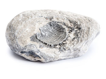 Close-up of shell on rock against white background